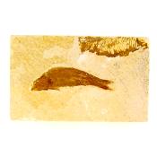 Knightia Fossil Fish on Limestone Plate.   SP15271