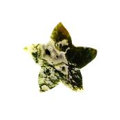 Starfish Carving in Moss Agate.   SPR15238POL