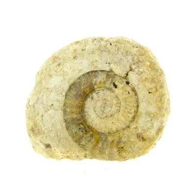 Fossil Ammonite Specimen.   SP15907