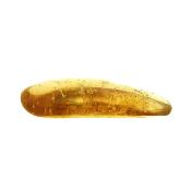 Copal (Young Amber) Fully Polished Specimen.   SP15984POL