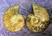POLISHED FACE MADAGASCAN AMMONITE SECTION PAIR. SP6980POL