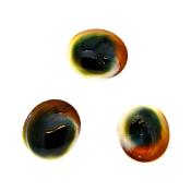 Set of three Green Shiva Eye Shells.   SP1538POL