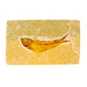 Knightia Fossil Fish on Limestone Plate.   SP15272