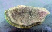 AMETHYST GEODE SECTION. SP6480