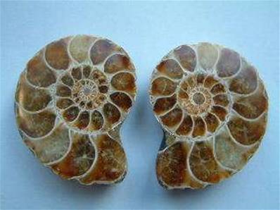 MADAGASCAN AMMONITE POLISHED PAIRS. 40 - 60MM. GRADE 'A' AMPAIRSTAND A