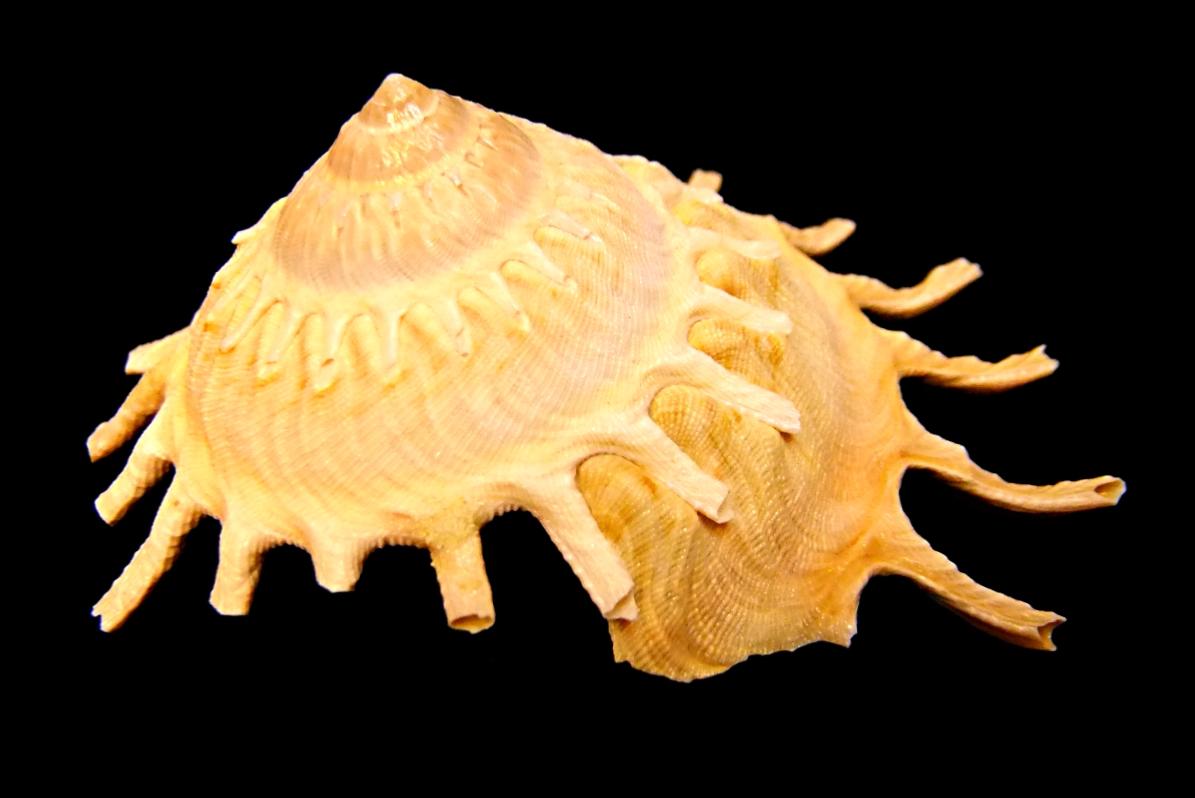 SUNBURST CARRIER SHELL (STELLARIA SOLARIS). SP10326