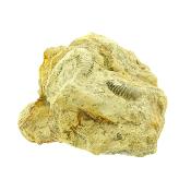 Fossil Ammonite Group On Matrix Specimen.   SP15910