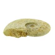 Fossil Ammonite Specimen.    SP15908