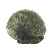 Gryphea (Devil's Toenail) Marine Bi-Valve Mollusc Fossil Specimen.   SP15912