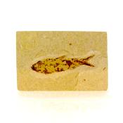 Knightia Fossil Fish on Limestone Plate.   SP15270