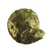 Pleurotomaria Gastropod Fossil.   SP15801