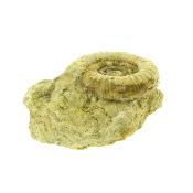 Fossil Ammonite On Matrix Specimen.   SP15909