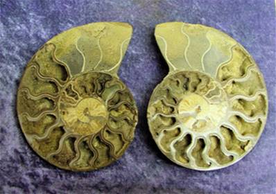 POLISHED FACE MADAGASCAN AMMONITE SECTION PAIR. SP6981POL