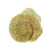 Fossil Ammonite on Matrix Specimen.   SP15905