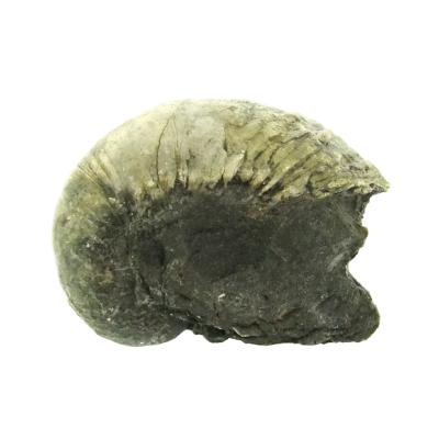 Gryphea (Devil's Toenail) Marine Bi-Valve Mollusc Fossil Specimen.   SP15911