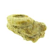 Fossil Ammonite On Matrix Specimen.   SP15909