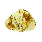 Copal (Young Amber) Fully Polished Specimen.   SP15988POL