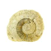 Fossil Ammonite Specimen.   SP15907