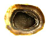 AGATE WITH CHALCEDONY GEODE SPECIMEN WITH POLISHED CUT FACE. SP9624POL