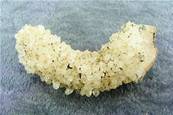 STALACTITIC CITRINE CRYSTAL FORMATION. SP6905