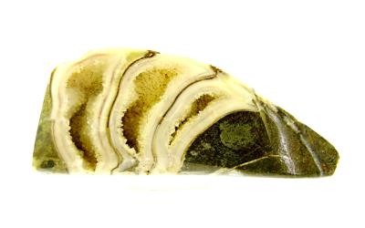 FOSSIL AMMONITE SECTION IN MATRIX SLICE  SPECIMEN WITH POLISHED CUT FACE.   SP13860POL
