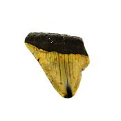 PARTIAL MEGALODON TOOTH FOSSIL SPECIMEN.   SP14269