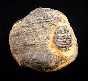 PARTIAL MAMMOTH TOOTH SPECIMEN.   SP10162SHLF