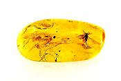 POLISHED AMBER SPECIMEN WITH INSECT INCLUSIONS.   SP11290POL