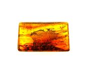 BALTIC AMBER POLISHED SPECIMEN.   SP12032POL