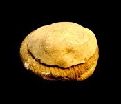 DACTYLOCERAS AMMONITE FOSSIL IN MATRIX WITH NEGATIVE.   SP13109