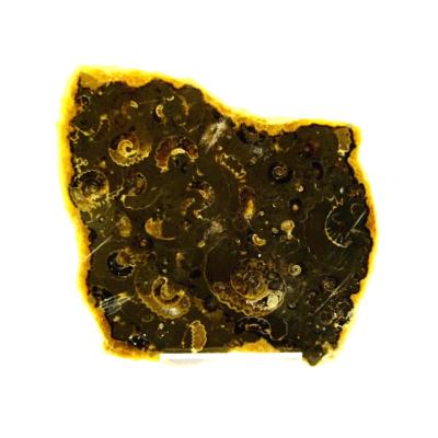 FOSSIL AMMONITES IN MATRIX SLICE  SPECIMEN WITH POLISHED CUT FACE.   SP13857POL