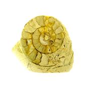 FOSSIL AMMONITE IN MATRIX SPECIMEN WITH POLISHED CUT FACE.   SP13859POL