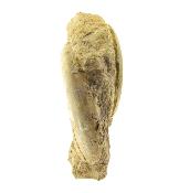 Pair of Fossil Ammonites in Matrix specimen with flat cut base to stand.   SP16248SLF