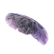 Carving Of A Feather In Amethyst.   SP17148POL
