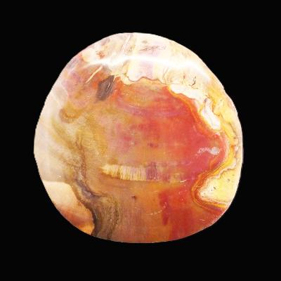 Petrified Wood Polished Face Slice Specimen.   SP17223POL