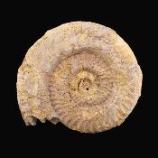 Fossil Ammonite Specimen.   SP17232