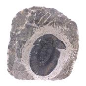 Trilobite Fossil On Matrix Specimen.   SP17796