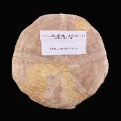 Sea Urchin Fossil - Clypeus Pioti.   SP17841