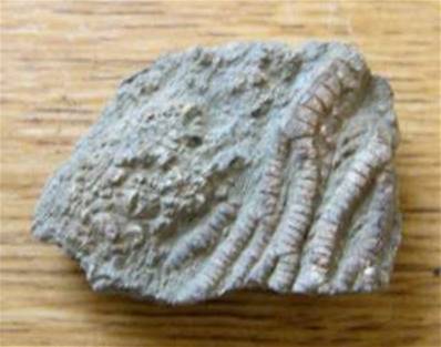 CRINIOD PENTACANITES FOSSIL SPECIMEN. SP3993