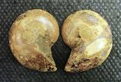 AMMONITE POLISHED FACE PAIR (MADAGASCAR). SP4108POL