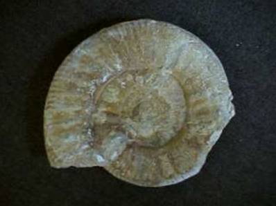 PARIS BASIN AMMONITE*