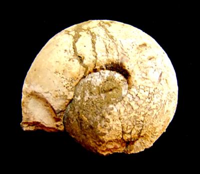 SIGALOCERAS AMMONITE IN MATRIX SPECIMEN.   SP10249