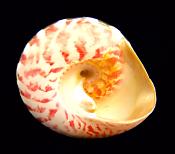 TROCHUS NILOTICUS SHELL.   SP10330