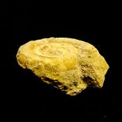 FOSSIL AMMONITE SPECIMEN.   SP13993