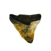 PARTIAL MEGALODON TOOTH FOSSIL SPECIMEN.   SP14272