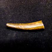 PTEROSAUR TOOTH FOSSIL.   SP15169