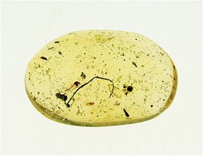 MADAGASCAN COPAL (YOUNG AMBER) SPECIMEN. SP5252POL