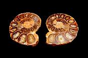POLISHED FACE AMMONITE PAIR.   SP11102POL