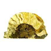 FOSSIL AMMONITE SECTION IN MATRIX SLICE  SPECIMEN.   SP13858POL