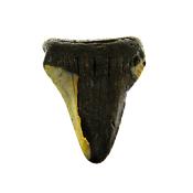 PARTIAL MEGALODON TOOTH FOSSIL SPECIMEN.   SP14267